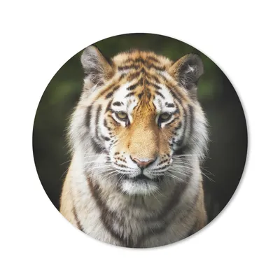 Produktbild von MuchoWow® Mauspad Mousepad Tiger - Tiere - Natur 20x20 cm - Mousepads - Maus Mat - Pad - Mausunterlage - Schreibtischmatte