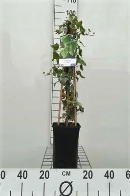 Produktbild von Hedera helix 'Glacier' - Efeu 'Glacier' 60-80 cm | Topf