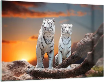 Produktbild von Bilder auf glas - Tiger weiß Rock Sonnenuntergang - 120x80cm - Glasbilder - Wandbilder - Kunstdruck - zum Aufhängen bereit - Wanddekoration aus Glas - Glas Bilder - Wandbild auf Glas - GAA120x80-2901