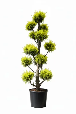 Produktbild von Chamaecyparis Stardust - Gartenbonsai  130–140 cm | Goldene Scheinzypresse | Formgehölz | Winterhart | Schnittverträglich