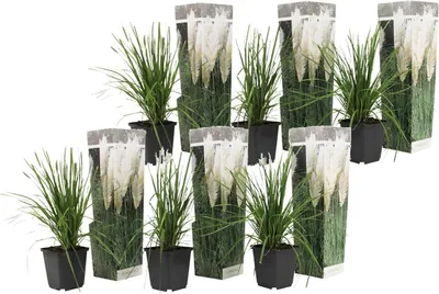 Productafbeelding van Pampas Siergrassen - Witte Pluimen - Tuin Decoratie - Winterhard Onderhoudsvriendelijk - Set van 6 - Wit