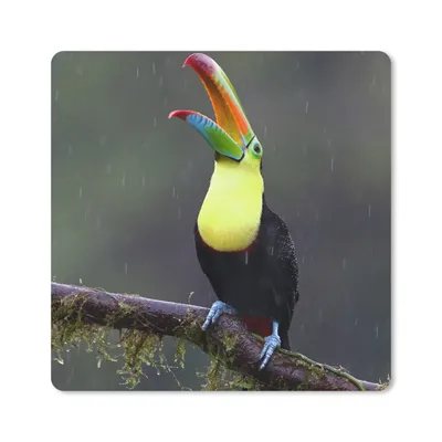 Produktbild von MuchoWow® Mauspad Mousepad Tukan im Regen 20x20 cm - Mousepads - Maus Mat - Pad - Mausunterlage - Desk Mat - Bureauartikeln