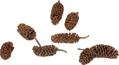 Produktbild von Erlen-Zapfen in Natur, Packung mit ca. 250g | Alnus glutinosa