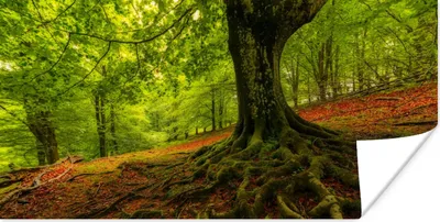 Produktbild von MuchoWow® Poster Baum - Wald - Herbstblätter 160x80 cm - Foto Poster