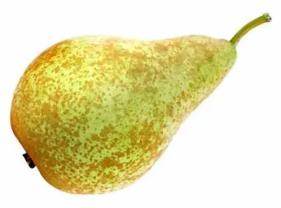 Produktbild von Birnbaum 'Conference' ca. 120 cm - Pyrus com. 'Conference' - Herbstbirne