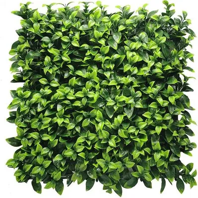 Zdjęcie produktu dla Sztuczny żywopłot Fresh Green - 100 x 100 cm - Sztuczny bluszcz - Panel ścienny - Parawan balkonowy