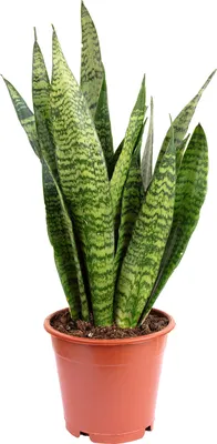 Image de Chanvre arqué, facile d'entretien & élégant - Sansevieria zeylanica - hauteur env. 60 cm, pot Ø 17 cm