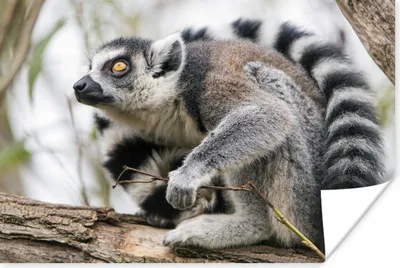 Produktbild von MuchoWow® Poster Affe - Baum - Ringelschwanzlemur 90x60 cm - Schlafzimmer