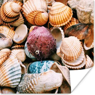 Produktbild von MuchoWow® Poster Muscheln - Strand - Griechenland 75x75 cm - Wand Dekoration