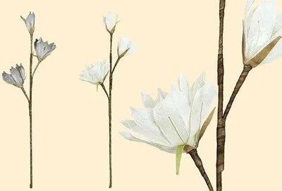 Produktbild von Gilde Deko Tulpenmagnolie grau + creme  H 90 cm  42679
