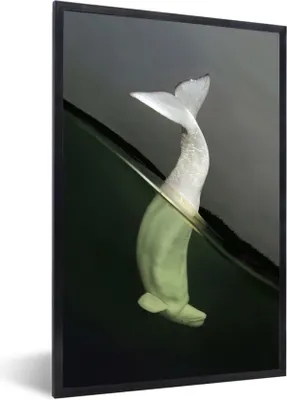 Produktbild von MuchoWow® MuchoWow® Gerahmtes Poster Delfin - Wasser - Weiß 60x90 cm - Poster mit zchwarzem Bilderrahmen - Kunst