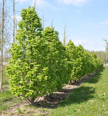 Produktbild von Hainbuche ´COLUMNARIS´ 40-50 cm , kont. 2 l