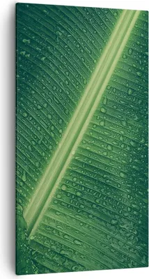 Produktbild von Bild auf Leinwand - Leinwandbild - Einteilig - Makro Blatt Tropfen - 55x100cm - Wand Bild - Wanddeko - Wandbilder - Leinwanddruck - Bilder - Wanddekoration - Leinwand bilder - Wandbild - PA55x100-4372