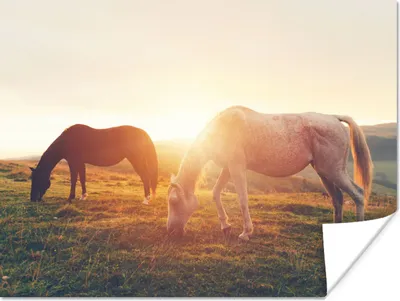 Produktbild von MuchoWow® Poster Pferde - Sonne - Tiere 120x90 cm - Wandbild