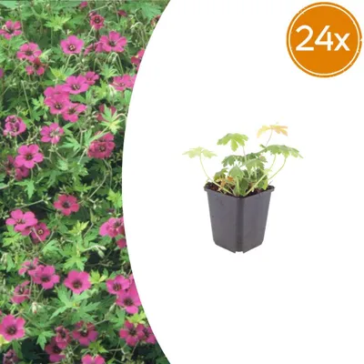 Obrázek produktu pro Geranium macrorrhizum „Bevans Variety“ – geranium balkánské – 9cm květináč – 10–25 cm – sada 24 rostlin