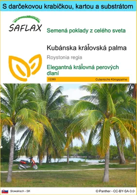 Obrázok produktu pre SAFLAX Darčeková sada - Kubánska kráľovská palma - Roystonia regia - 8 Semená - S darčekovou krabičkou, prepravným štítkom, darčekovou kartou a pestovateľským médiom