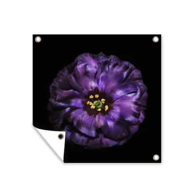 Obrázek produktu pro MuchoWow® Zahradní plakáty - Fialová květina na černém pozadí - 50x50 cm - Zahradní dekorace