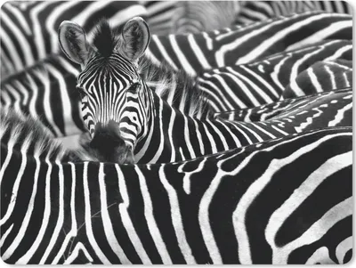 Produktbild von MuchoWow® Mauspad Mousepad Zebra schwarz-weiß Fotodruck 23x19 cm - Mousepads - Maus Mat - Pad - Mausunterlage - Schreibtischunterlage - Mauspad