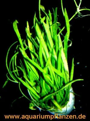 Produktbild von 3 Bunde Neuseelandgras, Rasen im Aquarium