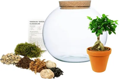 Obrázek produktu pro Gardners Skleněná váza boule s korkovým špuntem OSÁZEJ SI SÁM Ficus Microcarpa Ginseng, L