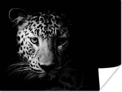Produktbild von MuchoWow® Poster Panther - Wildtiere - Schwarz und weiß - Tiere 120x90 cm - Wandbild