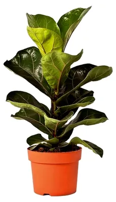 Produktbild von Ficus Lyrata Geigenfeige für Zuhause oder das Büro (30-40 cm mit Topf)