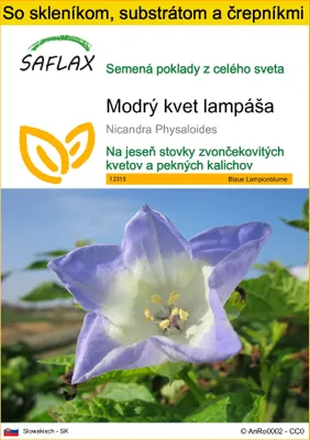Obrázok produktu pre SAFLAX Kultivačný set - Modrý kvet lampáša - Nicandra Physaloides - 100 Semená - S mini skleníkom, pestovateľským substrátom a 2 črepníkmi