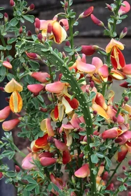 Produktbild von Cytisus scoparius Fantasy - Edelginster Fantasy - 40-60