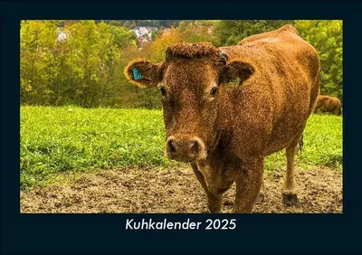 Produktbild von Kuhkalender 2025 Fotokalender DIN A5