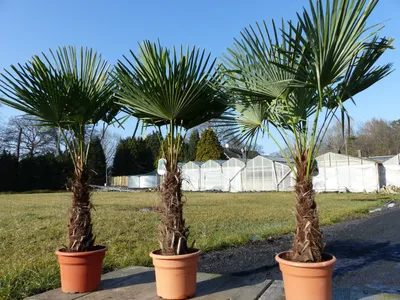 Produktbild von 3 Stück XXL Palme winterhart 200-220 cm Trachycarpus fortunei, Hanfpalme,