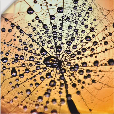 Produktbild von ARTland Wandbild, selbstklebend Pusteblume Tröpfchenfang Größe: 40x40 cm