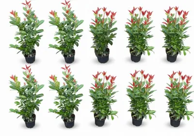 Produktbild von 10x Kirschlorbeer On Fire 60-80 cm - Roter Austrieb - Prunus laurocerasus für Hecke - Immergrüne winterharte Heckenpflanzen
