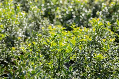 Produktbild von Ilex aquifolium 'Pyramidalis', Stechpalme, immergrün, 80–100 cm