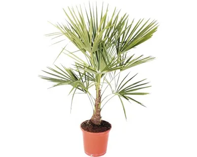 Obrázek produktu pro Palma konopná, žumara ztepilá FloraSelf Trachycarpus fortunei 60-80 cm květináč Ø 25 cm
