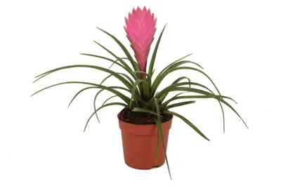 Immagine prodotto di Tillandsia "Cyanea" - pianta aerea in fiore - vaso da 7 cm - altezza 15 cm