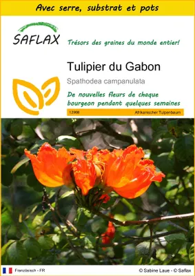 Image de SAFLAX Ensemble de culture - Tulipier du Gabon - 30 graines - Spathodea