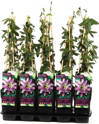 Produktbild von Passionsblume Passiflora Victoria – exotische Kletterpflanze, mehrjährig, ca. 30 cm – winterhart & bienenfreundlich