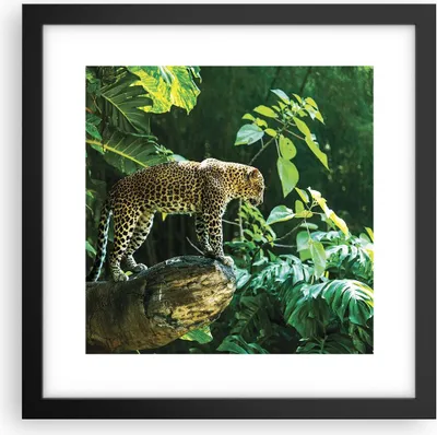 Produktbild von Gerahmtes Poster - Schwarzer Rahmen - Dschungel Leopard Panther - 30x30 cm - Wand Bild - Wanddeko - Wandbilder - Kunstposter - Wandposter - Bilderrahmen - Bilder - Kunstdruck - P2BAC30x30-4502
