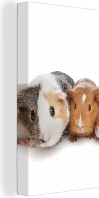 Produktbild von MuchoWow® - Leinwandbilder - Fünf Meerschweinchen, Wandbild, Wanddeko Bilder Wohnzimmer, 20x40 cm