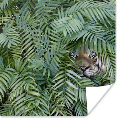 Produktbild von MuchoWow® Poster Tiger - Blätter - Farn 75x75 cm - Wand Dekoration