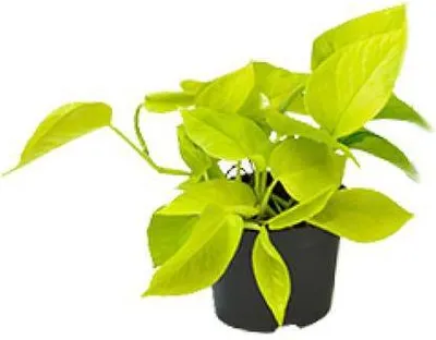 Produktbild von Efeutute Epipremnum Golden Pothos Ø12cm 15cm Epipremnum Zimmerpflanze