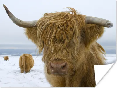 Produktbild von MuchoWow® Poster Schottische Highlander - Schnee - Kuh 160x120 cm - Foto Plakat