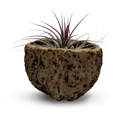 Productafbeelding van Exotische Qurico-notenkom met roze varentjes (Tillandsia)