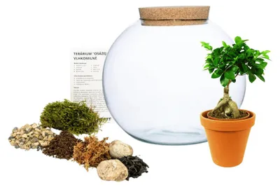Obrázok produktu pre Gardners Sklenená váza s korkovou zátkou SAVE YOURSELF Ficus Microcarpa Ženšen, L