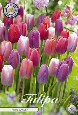 Artikelbild 2 von 'Tulpe Pride Garden (10 Stück)' aus der Kategorie Tulpenzwiebeln