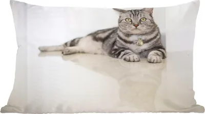 Produktbild von MuchoWow® Zierkissen Sofakissen Wohnzimmer Dekokissen 50x30 cm Katze - Grau - Tier - Mädchen - Kinder - Jungen - Kind - Wohnzimmerdekoration - Polster mit Photo