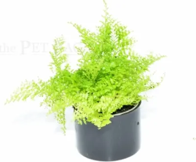 Image de Nephrolepis exaltata