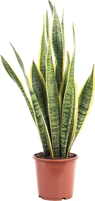 Productafbeelding van Kamerplant Sansevieria trifasciata Laurentii 45 cm, bloempot 14 cm, voor binnen
