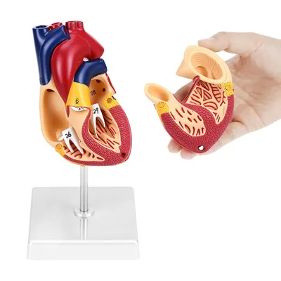 Produktbild von Menschliches Herzmodell,2-teilig mit 34 anatomischen Markierungen, PVC-Basis, für Schulunterricht und medizinische Studien