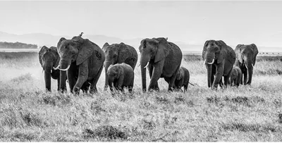 Produktbild von TPFLiving Kunstdruck LW-901 (OHNE RAHMEN) Poster - Leinwand - Wandbild - Hochauflösender Giclée-Druck, langlebig und hochwertig - Majestätischer Elefant in braunen Farbtönen - Größe: 90x180cm